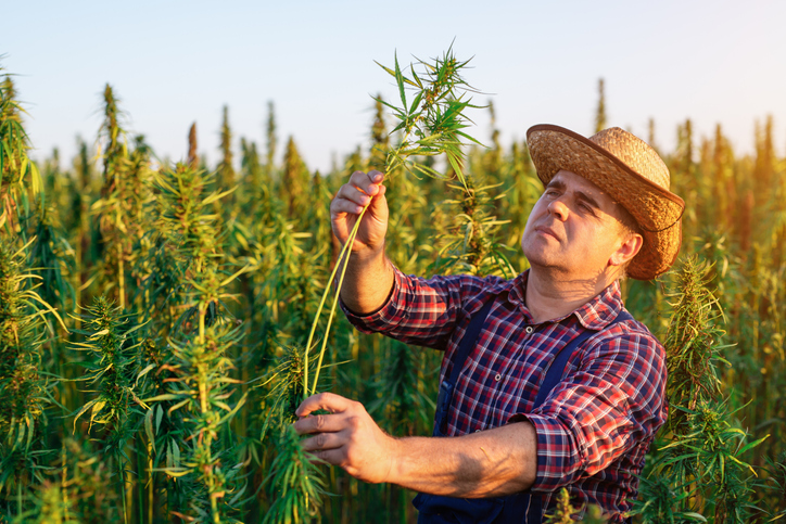 how to identify hemp plant