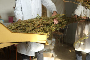 how to dry cannabis