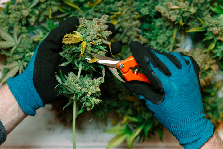 when to harvest cannabis