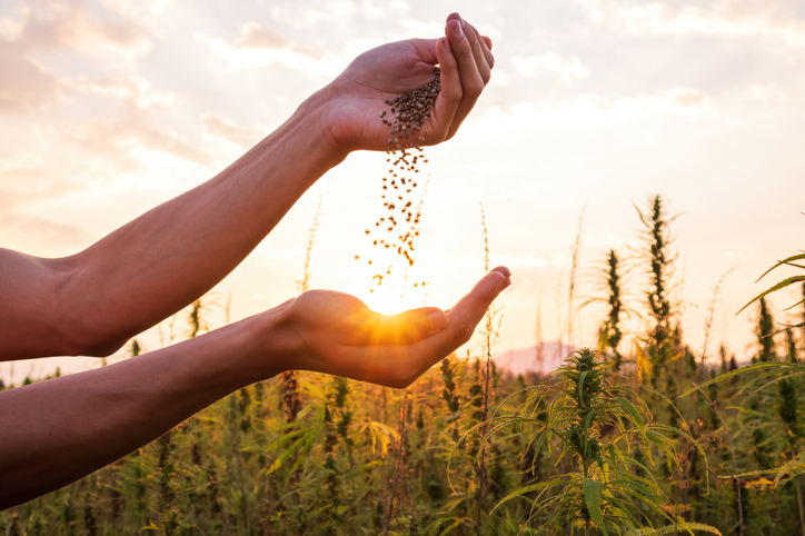 do male or female cannabis plants have seeds