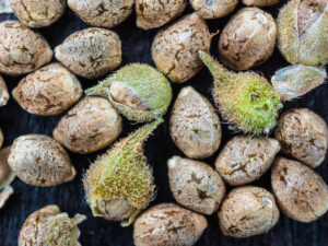 do male or female cannabis plants have seeds