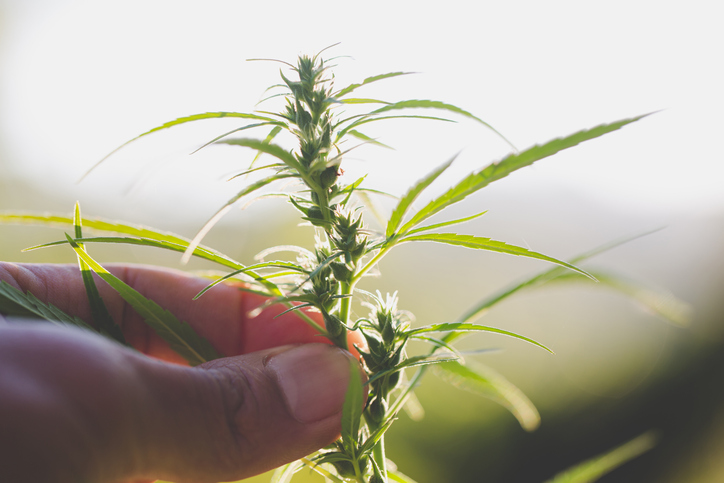 how does cannabis flower