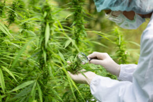 how does cannabis flower