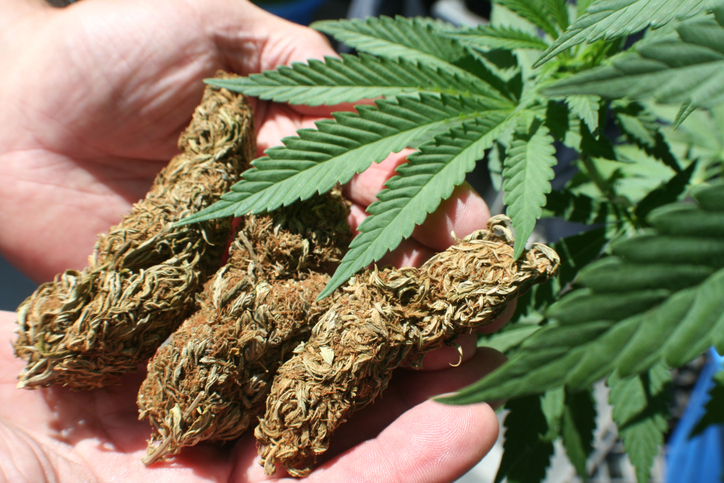 7 Best Cannabis Strains 7 Best Cannabis Strains