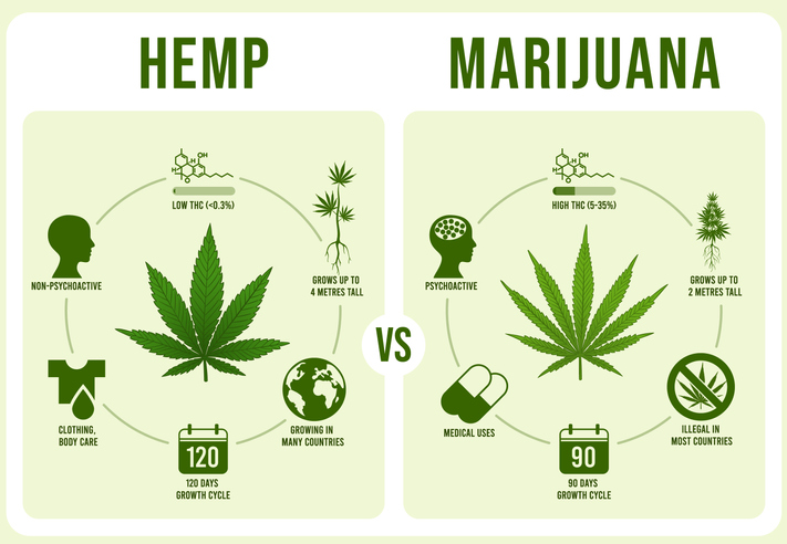 Where Does Hemp Come From The Origins Dripp Extracts