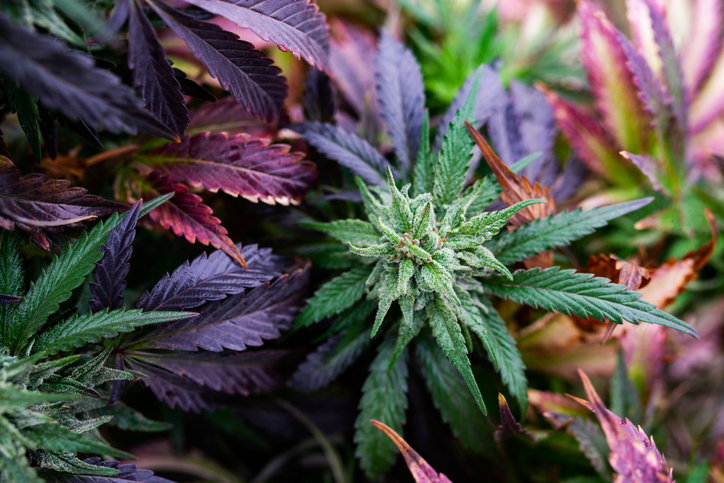 What Does A Hemp Plant Look Like What Does A Hemp Plant Look Like