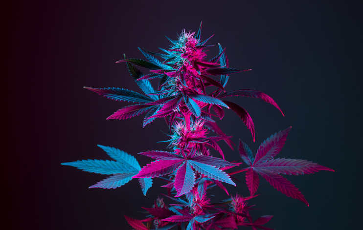 Cannabis plant in purple and blue neon color. Blooming medical marijuana bush in colored light.