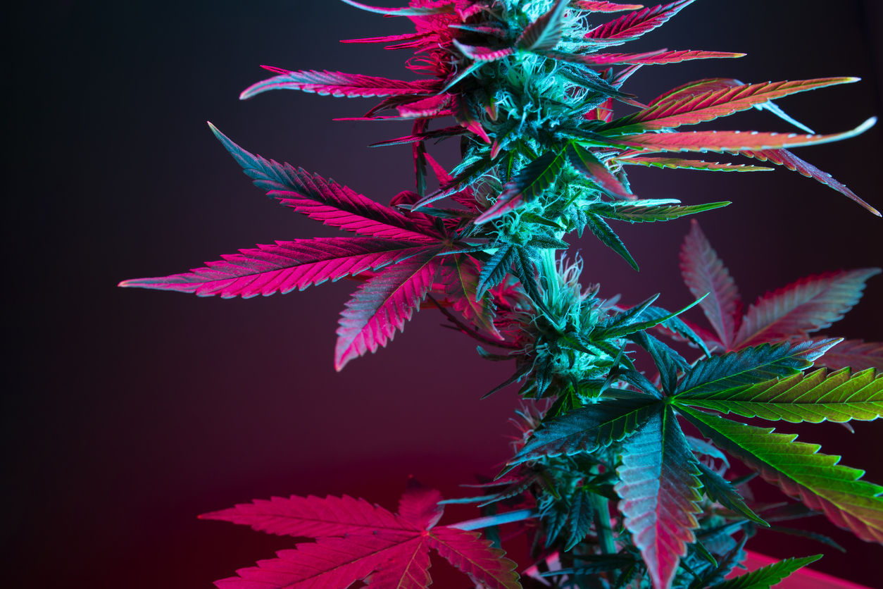 Leaves of a cannabis plant coloseup. Colored big leaf of medical marijuana on a dark background.