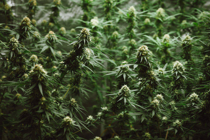 Flower bud of cannabis Satival in the greenhouse, marijuana flower bud background sugarwaxweed